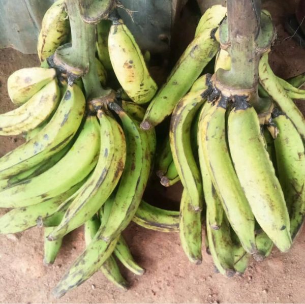 Bendel Plantain Bunch