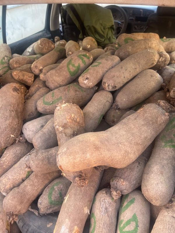 Benue Yams